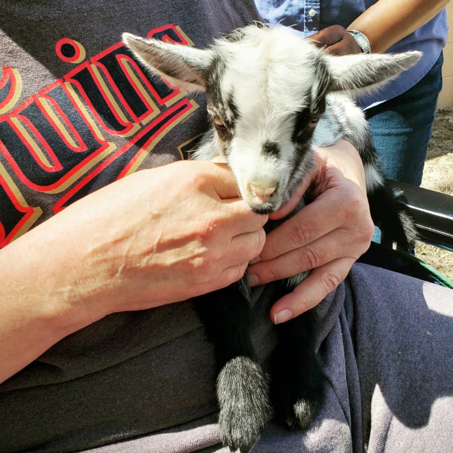 goat snuggles