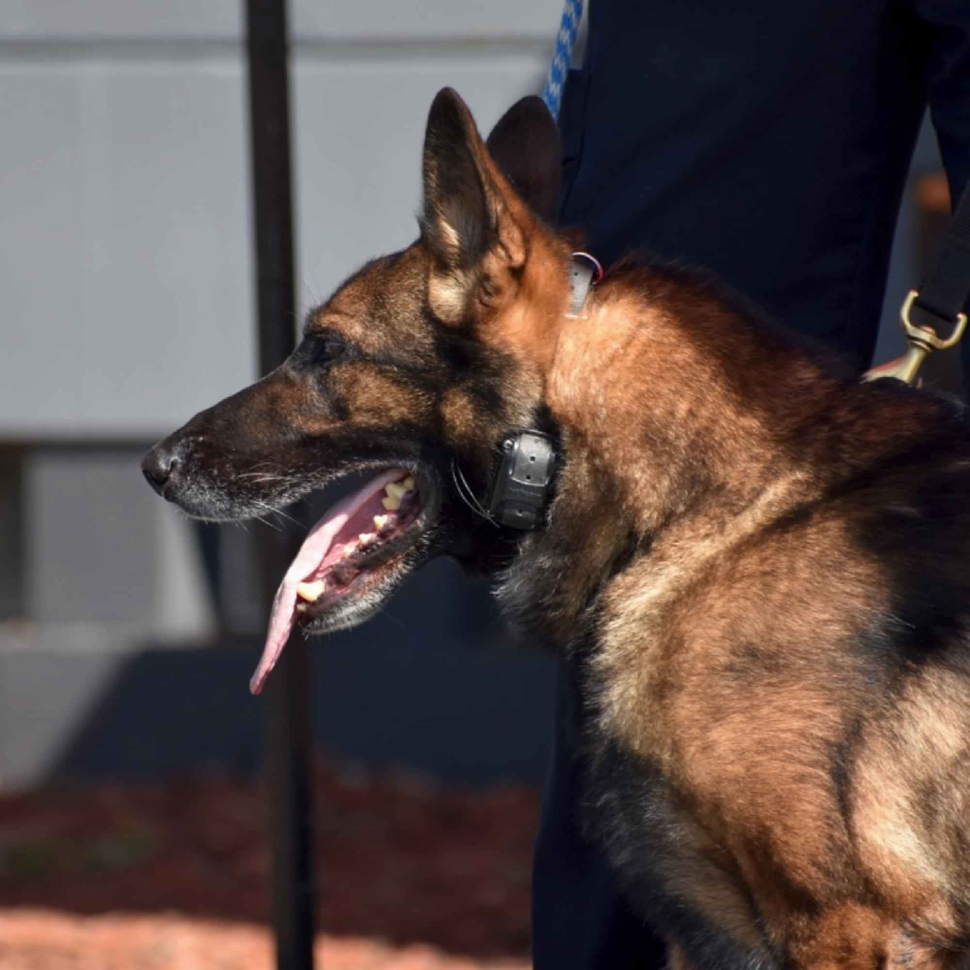 K9 Square