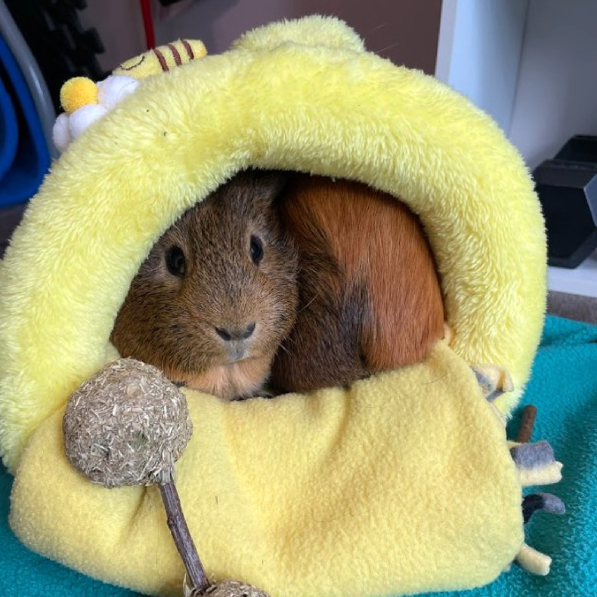 Pocket Pet Square