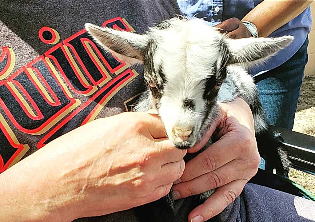 goat snuggles