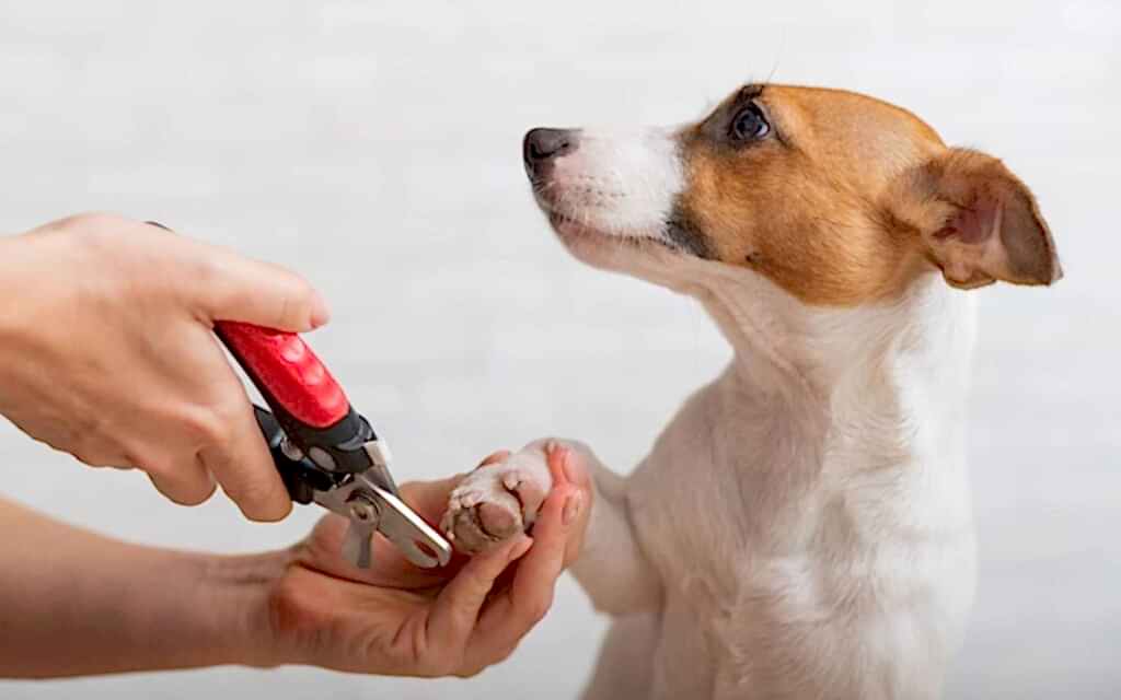Vet-Trimming-Dog-Nails-1080x675-2713894682